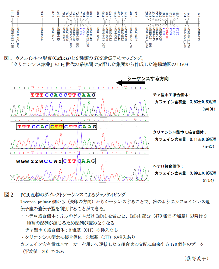 図1 カフェインレス形質(CafLess)と6種類のTCS遺伝子のマッピング,図2  PCR産物のダイレクトシーケンスによるジェノタイピング