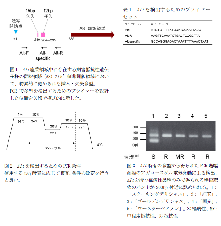 図1 Alt座乗領域中に存在する病害抵抗性遺伝子様の翻訳領域(A8)の5´側非翻訳領域において、特異的に認められる挿入・欠失多型。,表1 Altを検出するためのプライマーセット,図2 Altを検出するためのPCR条件。,図3 Alt特有の多型から得られたPCR増幅産物のアガロースゲル電気泳動による検出。