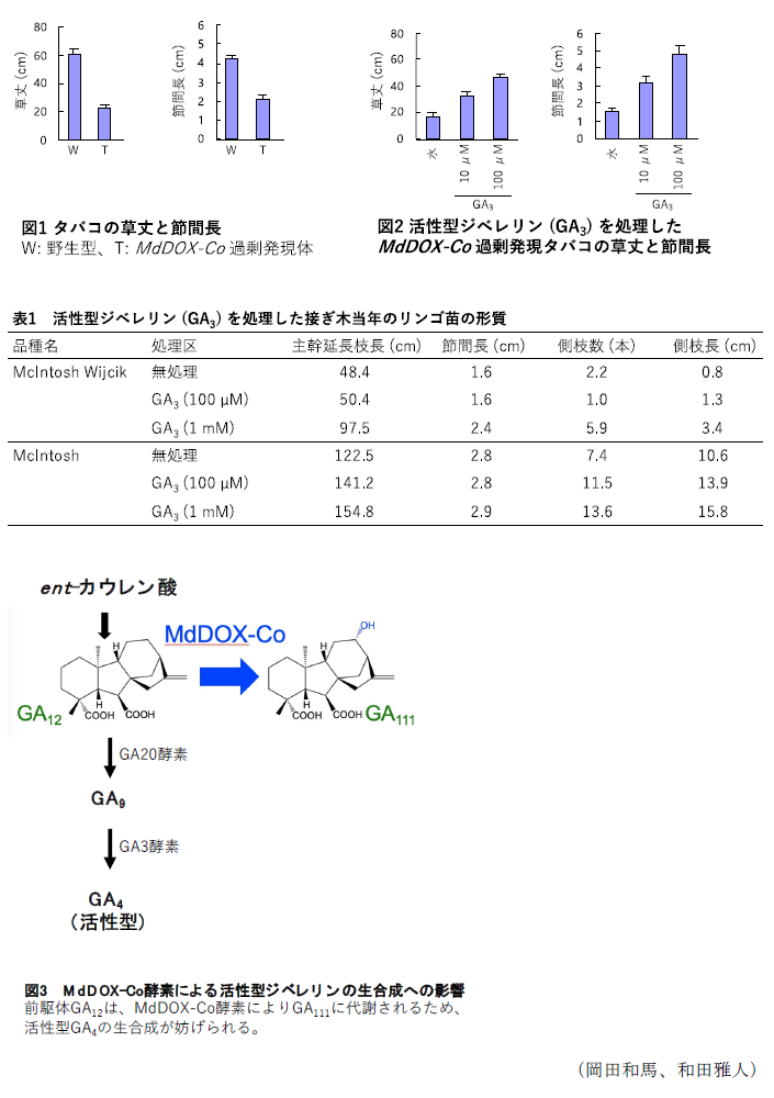 図1 タバコの草丈と節間長,図2 活性型ジベレリン(GA3)を処理したMdDOX-Co過剰発現タバコの草丈と節間長,表1 活性型ジベレリン(GA3)を処理した接ぎ木当年のリンゴ苗の形質,図3 MdDOX-Co酵素による活性型ジベレリンの生合成への影響
