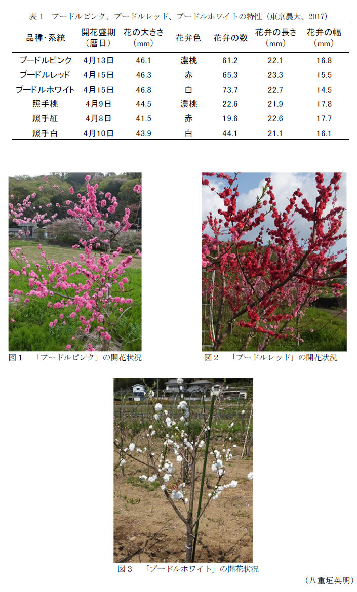 表1 プードルピンク、プードルレッド、プードルホワイトの特性(東京農大、2017),図1 「プードルピンク」の開花状況,図2 「プードルレッド」の開花状況,図3 「プードルホワイト」の開花状況