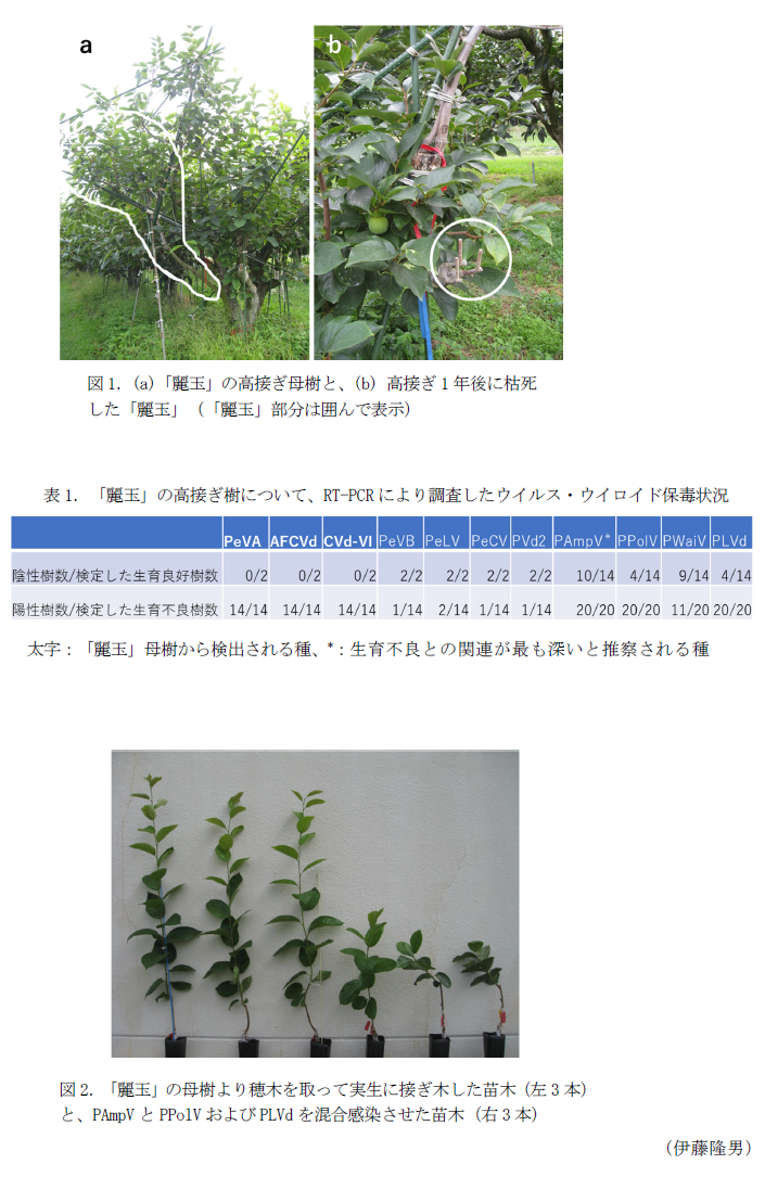 図1.(a)「麗玉」の高接ぎ母樹と、(b) 高接ぎ1年後に枯死した「麗玉」(「麗玉」部分は囲んで表示),表1.「麗玉」の高接ぎ樹について、RT-PCRにより調査したウイルス・ウイロイド保毒状況,図2.「麗玉」の母樹より穂木を取って実生に接ぎ木した苗木(左3本)と、PAmpVとPPolVおよびPLVdを混合感染させた苗木(右3本)