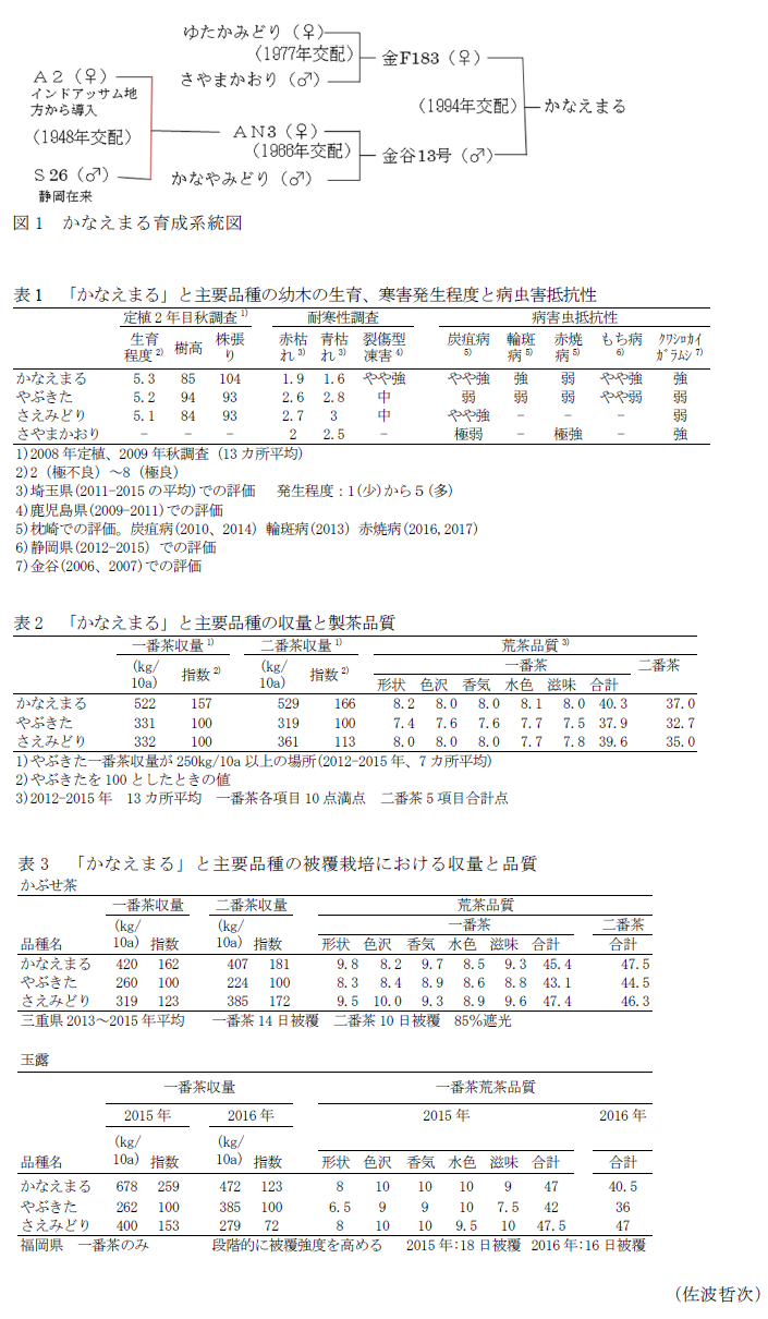 図1 かなえまる育成系統図,表1 「かなえまる」と主要品種の幼木の生育、寒害発生程度と病虫害抵抗性,表2 「かなえまる」と主要品種の収量と製茶品質,表3 「かなえまる」と主要品種の被覆栽培における収量と品質