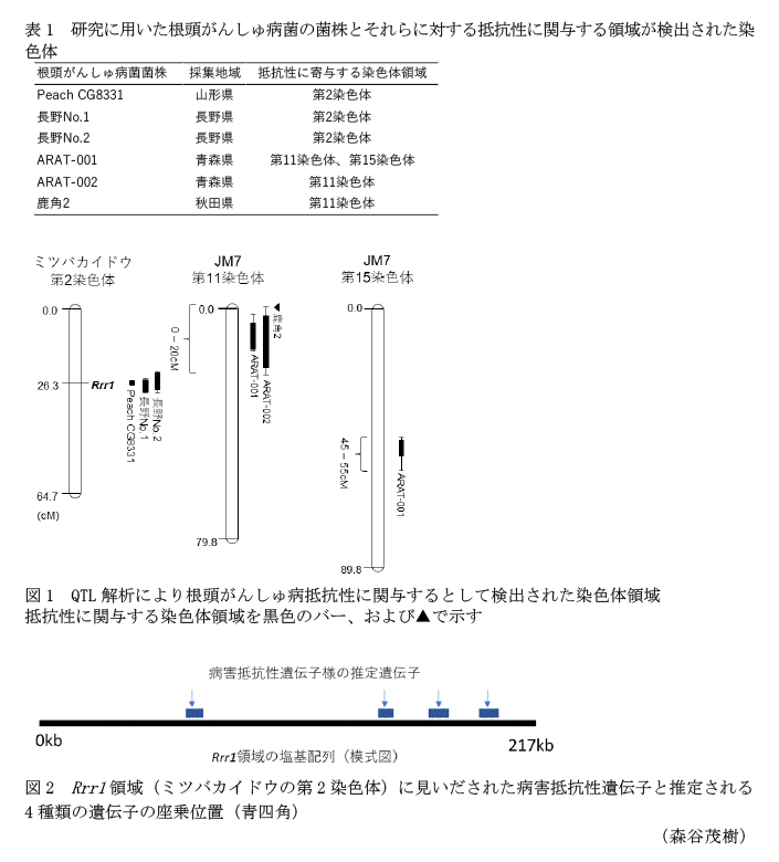 表1 研究に用いた根頭がんしゅ病菌の菌株とそれらに対する抵抗性に関与する領域が検出された染色体,図1 QTL解析により根頭がんしゅ病抵抗性に関与するとして検出された染色体領域,図2 Rrr1領域(ミツバカイドウの第2染色体)に見いだされた病害抵抗性遺伝子と推定される4種類の遺伝子の座乗位置(青四角)