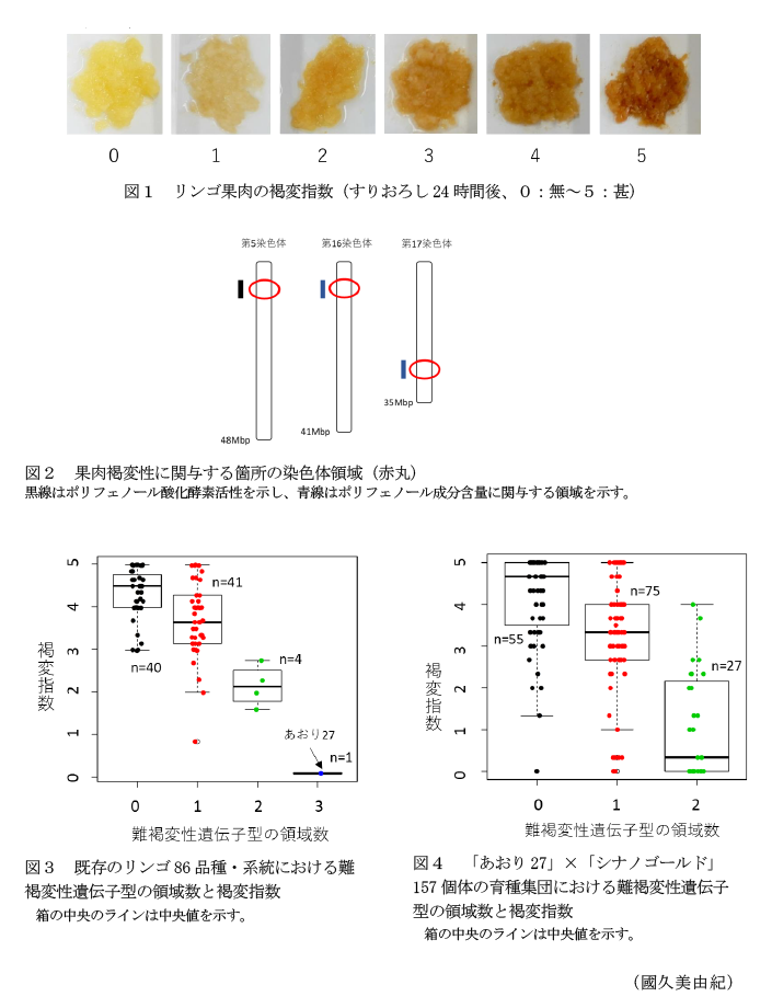 図1 リンゴ果肉の褐変指数(すりおろし24時間後、0:無～5:甚),図2 果肉褐変性に関与する箇所の染色体領域(赤丸),図3 既存のリンゴ86品種・系統における難褐変性遺伝子型の領域数と褐変指数,図4 「あおり27」×「シナノゴールド」157個体の育種集団における難褐変性遺伝子型の領域数と褐変指数