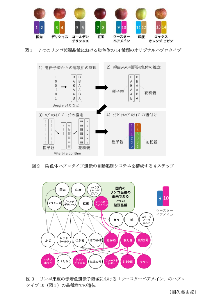 図1 7つのリンゴ起源品種における染色体の14種類のオリジナルハプロタイプ,図2 染色体ハプロタイプ遺伝の自動追跡システムを構成する4ステップ,図3 リンゴ果皮の赤着色遺伝子領域における「ウースターペアメイン」のハプロタイプ10(図1)の品種群での遺伝