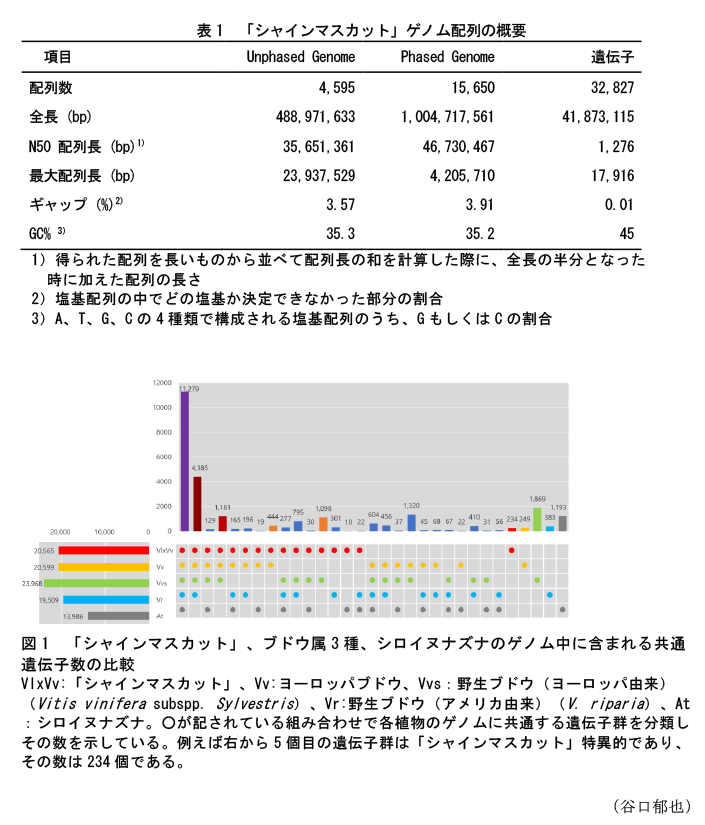 表1 「シャインマスカット」ゲノム配列の概要,図1 「シャインマスカット」、ブドウ属3種、シロイヌナズナのゲノム中に含まれる共通遺伝子数の比較