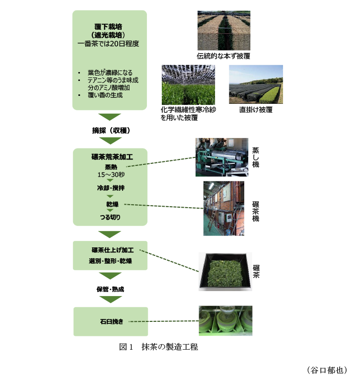 図1 抹茶の製造工程