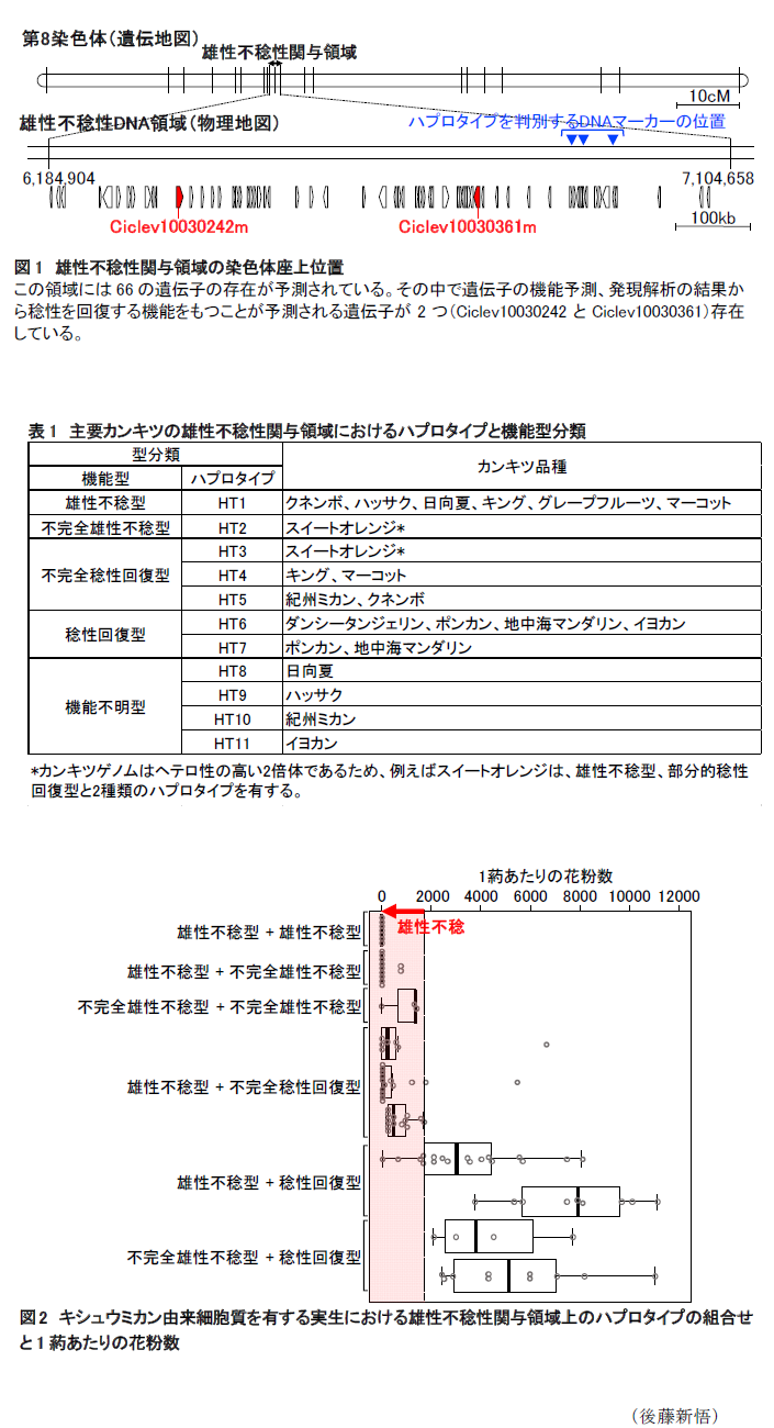 図1 雄性不稔性関与領域の染色体座上位置,表1 主要カンキツの雄性不稔性関与領域におけるハプロタイプと機能型分類,図2 キシュウミカン由来細胞質を有する実生における雄性不稔性関与領域上のハプロタイプの組合せと1葯あたりの花粉数