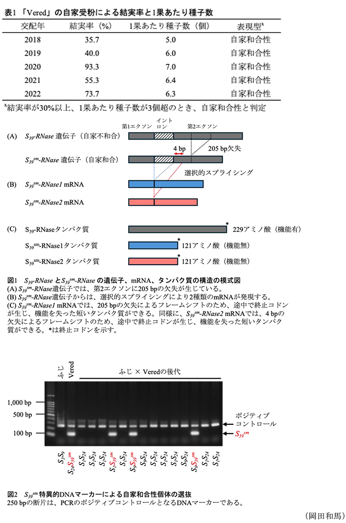 表1 「Vered」の自家受粉による結実率と1果あたり種子数,図1 S39-RNaseとS39sm-RNaseの遺伝子、mRNA、タンパク質の構造の模式図,図2 S39sm特異的DNAマーカーによる自家和合性個体の選抜