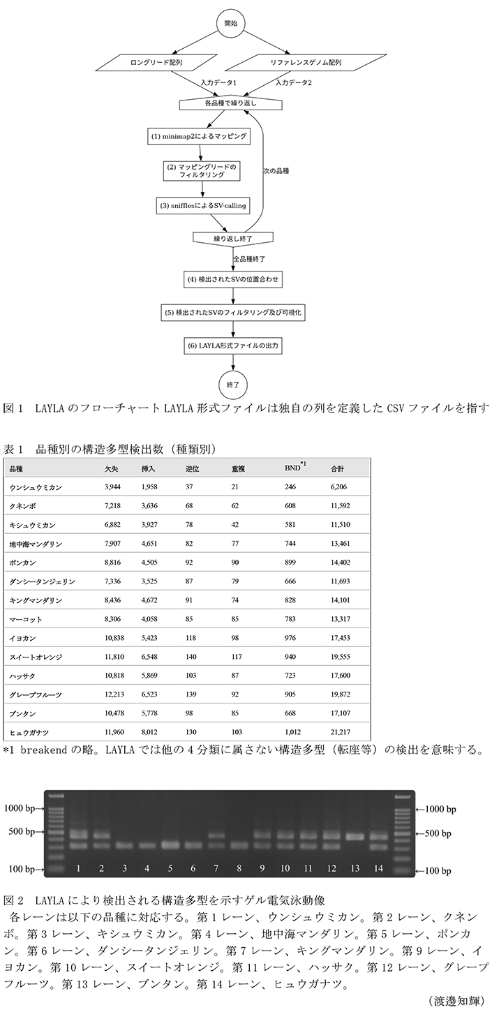 図1 LAYLAのフローチャートLAYLA形式ファイルは独自の列を定義したCSVファイルを指す,表1 品種別の構造多型検出数(種類別),図2 LAYLAにより検出される構造多型を示すゲル電気泳動像