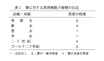 表1.葉に対する黒斑病胞子接種の反応