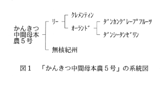 図1.「かんきつ中間母本農5号」の系統図