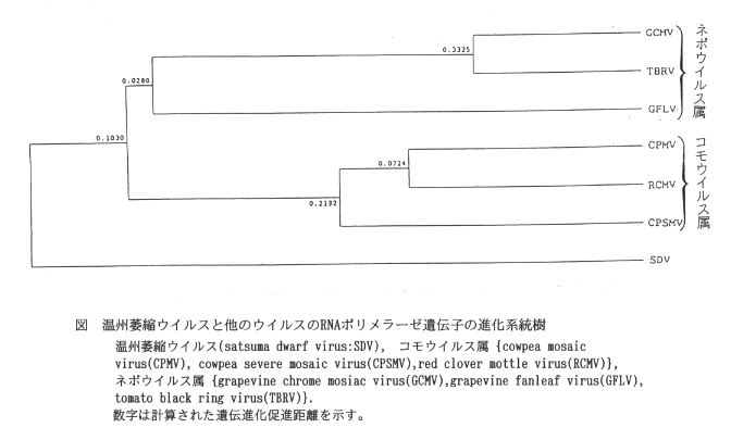 図.温州萎縮ウイルスと他のウイルスのRNAポリメラーゼ遺伝子の進化系統樹