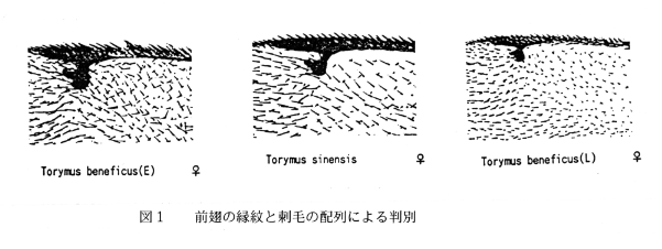 図1.前翅の緑紋と刺毛の配列による判別