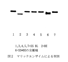 図2.マリックエンザイムによる判別