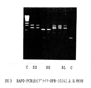 図3.RAPD-PCR法(プライマーOPB-15)による判別