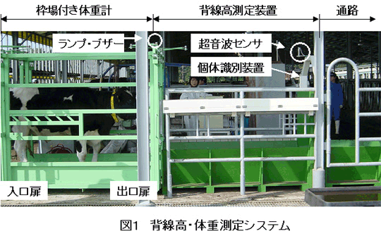 図1 背線高・体重測定システム