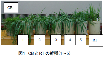 図1.CB とRT の雑種