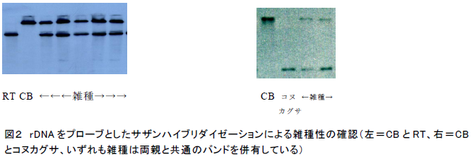 図2.rDNA をプローブとしたサザンハイブリダイゼーションによる雑種性の確認