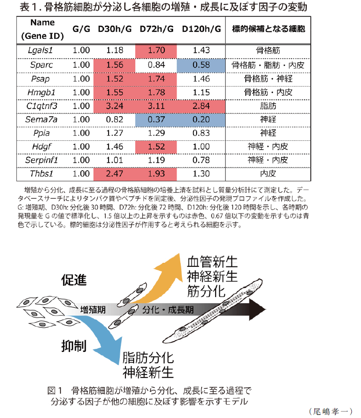 図1,表1