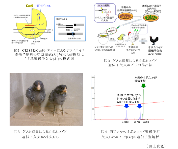 図1 CRISPR/Cas9システムによるオボムコイド遺伝子配列の切断様式(左)とDNA修復時に生じる遺伝子欠失(右)の模式図?図2 ゲノム編集によるオボムコイド遺伝子欠失ニワトリの作出法?図3 ゲノム編集によるオボムコイド遺伝子欠失ニワトリ(G2)?図4 両アレルのオボムコイド遺伝子が欠失したニワトリ(G2)の遺伝子型解析