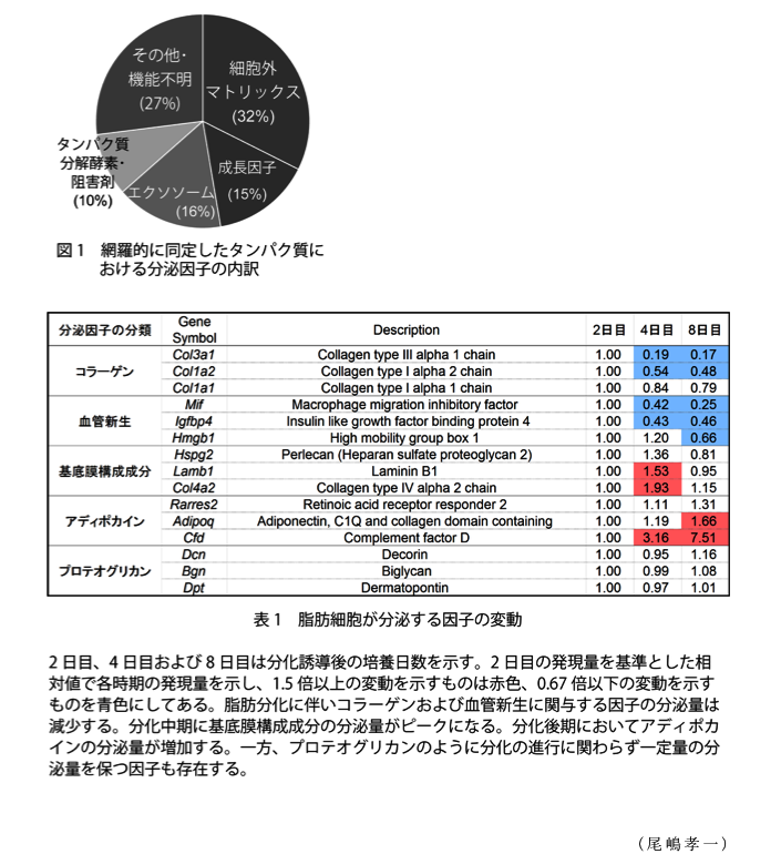 図1 網羅的に同定したタンパク質における分泌因子の内訳?表1 脂肪細胞が分泌する因子の変動