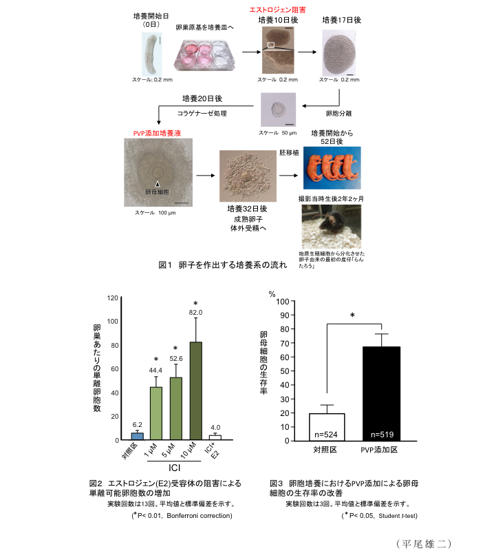 図1 卵子を作出する培養系の流れ?図2 エストロジェン(E2)受容体の阻害による単離可能卵胞数の増加?図3 卵胞培養におけるPVP添加による卵母細胞の生存率の改善