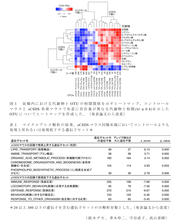 図1 盲腸内における代謝物とOTUの相関関係を示すヒートマップ?表1 マイクロアレイ解析の結果、sCSDSマウス回腸末端においてコントロールよりも発現上昇あるいは発現低下する遺伝子セット