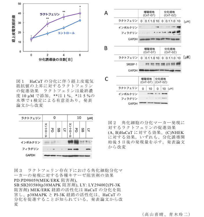 図1 HaCaTの分化に伴う経上皮電気抵抗値の上昇に対するラクトフェリンの促進効果?図2 角化細胞の分化マーカー発現に対するラクトフェリンの促進効果?図3 ラクトフェリン存在下における角化細胞分化マーカーの発現に対する各種キナーゼ阻害剤の効果