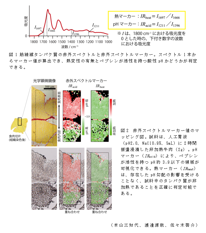 図1 筋線維タンパク質の赤外スペクトルと赤外スペクトルマーカー;図2 赤外スペクトルマーカー値のマッピング図