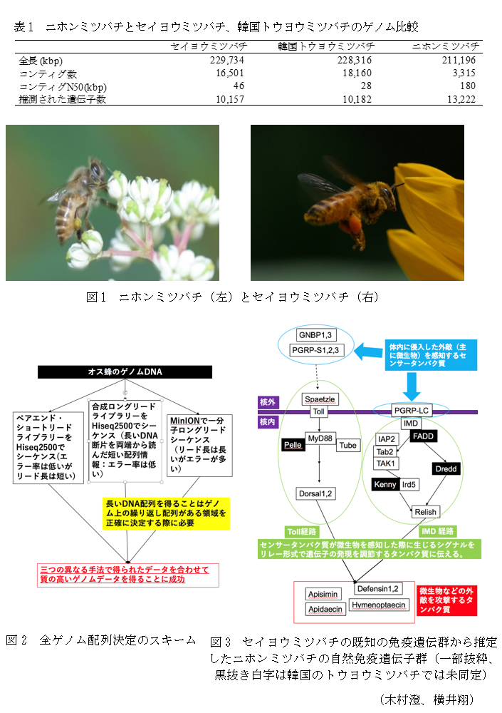 表1 ニホンミツバチとセイヨウミツバチ、韓国トウヨウミツバチのゲノム比較,図1 ニホンミツバチ(左)とセイヨウミツバチ(右),図2 全ゲノム配列決定のスキーム,図3 セイヨウミツバチの既知の免疫遺伝群から推定したニホンミツバチの自然免疫遺伝子群(一部抜粋、黒抜き白字は韓国のトウヨウミツバチでは未同定)