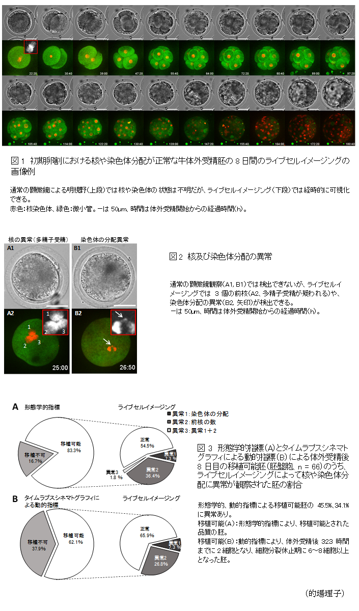 図1 初期卵割における核や染色体分配が正常な牛体外受精胚の8日間のライブセルイメージングの画像例,図2 核及び染色体分配の異常,図3 形態学的指標(A)とタイムラプスシネマトグラフィによる動的指標(B)による体外受精後8日目の移植可能胚(胚盤胞、n = 66)のうち、ライブセルイメージングによって核や染色体分配に異常が観察された胚の割合