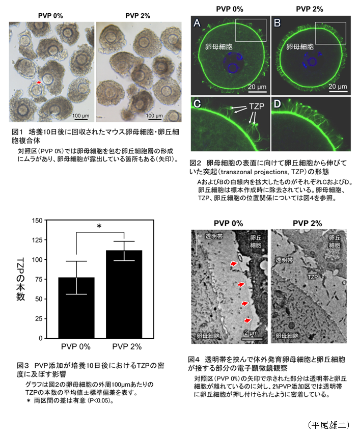 図1 培養10日後に回収されたマウス卵母細胞・卵丘細胞複合体,図2 卵母細胞の表面に向けて卵丘細胞から伸びていた突起(transzonal projections, TZP)の形態,図3 PVP添加が培養10日後におけるTZPの密度に及ぼす影響,図4 透明帯を挟んで体外発育卵母細胞と卵丘細胞が接する部分の電子顕微鏡観察