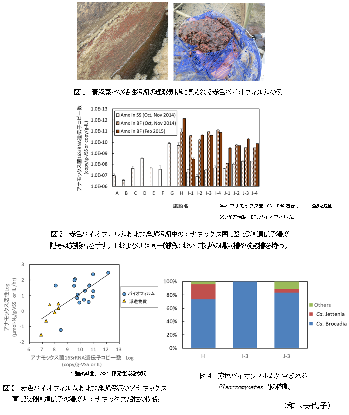 図1 養豚廃水の活性汚泥処理曝気槽に見られる赤色バイオフィルムの例,図2 赤色バイオフィルムおよび浮遊汚泥中のアナモックス菌16S rRNA遺伝子濃度,図3 赤色バイオフィルムおよび浮遊汚泥のアナモックス菌16SrRNA遺伝子の濃度とアナモックス活性の関係,図4 赤色バイオフィルムに含まれるPlanctomycetes門の内訳