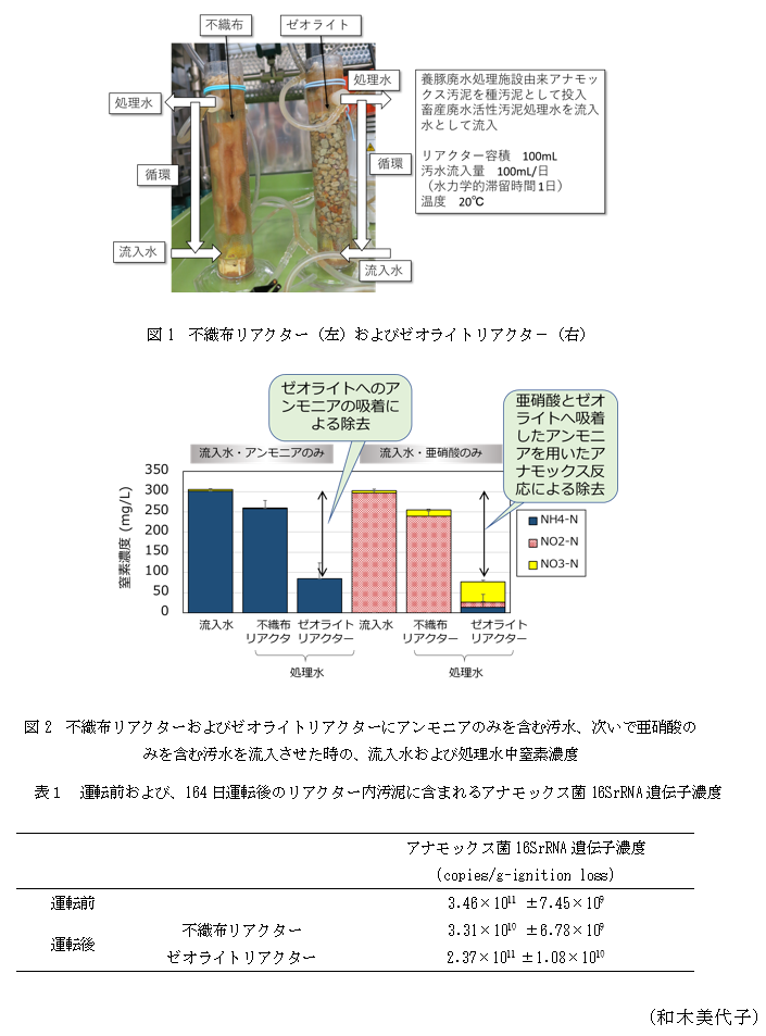 図1 不織布リアクター(左)およびゼオライトリアクタ-(右),図2 不織布リアクターおよびゼオライトリアクターにアンモニアのみを含む汚水、次いで亜硝酸のみを含む汚水を流入させた時の、流入水および処理水中窒素濃度,表1 運転前および、164日運転後のリアクター内汚泥に含まれるアナモックス菌16SrRNA遺伝子濃度