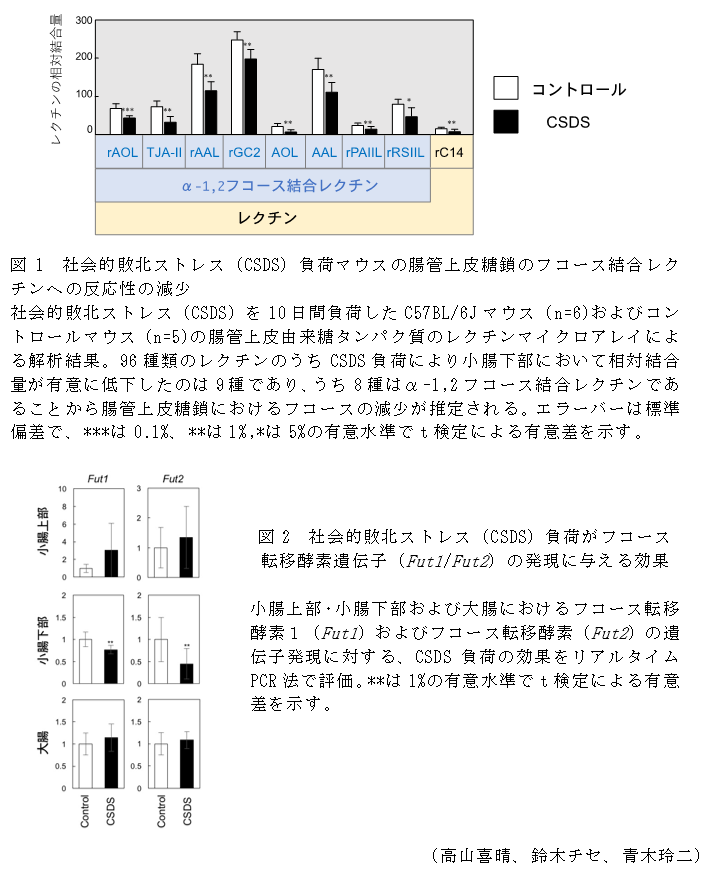 図1 社会的敗北ストレス(CSDS)負荷マウスの腸管上皮糖鎖のフコース結合レクチンへの反応性の減少,図2 社会的敗北ストレス(CSDS)負荷がフコース転移酵素遺伝子(Fut1/Fut2)の発現に与える効果