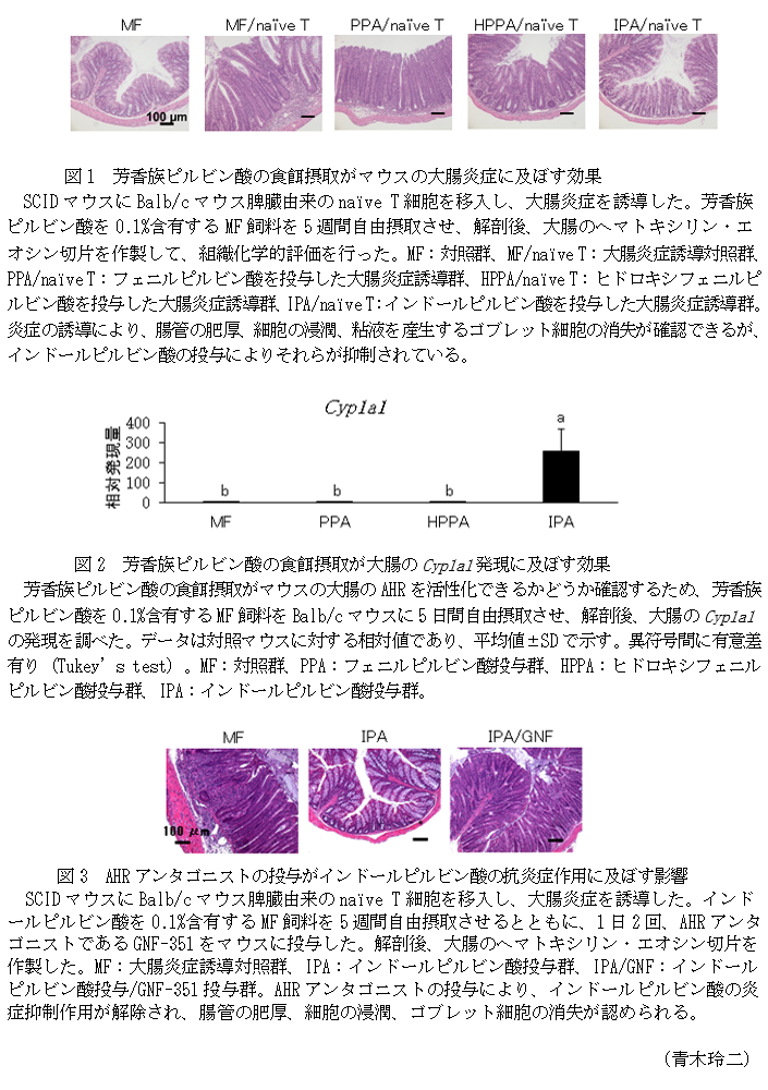 図1 芳香族ピルビン酸の食餌摂取がマウスの大腸炎症に及ぼす効果,図2 芳香族ピルビン酸の食餌摂取が大腸のCyp1a1発現に及ぼす効果,図3 AHRアンタゴニストの投与がインドールピルビン酸の抗炎症作用に及ぼす影響