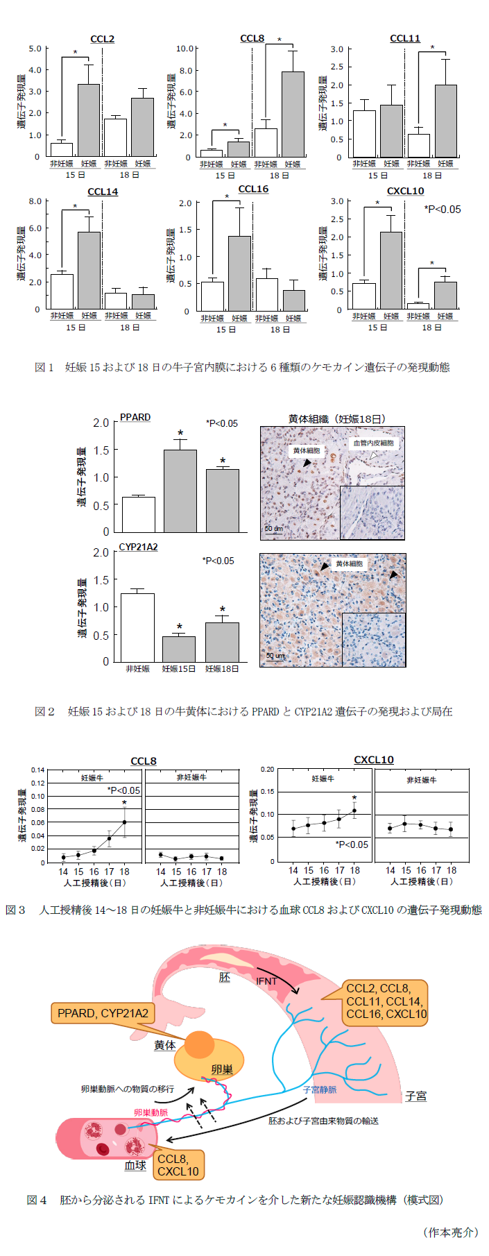 図1 妊娠15および18日の牛子宮内膜における6種類のケモカイン遺伝子の発現動態,図2 妊娠15および18日の牛黄体におけるPPARDとCYP21A2遺伝子の発現および局在,図3 人工授精後14～18日の妊娠牛と非妊娠牛における血球CCL8およびCXCL10の遺伝子発現動態,図4 胚から分泌されるIFNTによるケモカインを介した新たな妊娠認識機構(模式図)