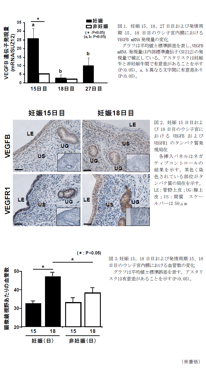 図1.妊娠15、18、27日目および発情周期15、18日目のウシ子宮内膜におけるVEGFB mRNA発現量の変化,図2.妊娠15日目および18日目のウシ子宮におけるVEGFBおよびVEGFR1のタンパク質発現局在,図3.妊娠15、18日目および発情周期15、18日目のウシ子宮内膜における血管数の変化