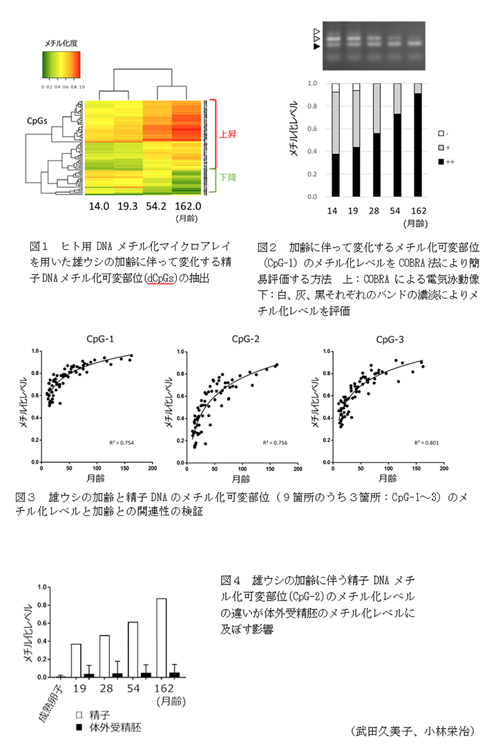 図1 ヒト用DNAメチル化マイクロアレイを用いた雄ウシの加齢に伴って変化する精子DNAメチル化可変部位(dCpGs)の抽出,図2 加齢に伴って変化するメチル化可変部位(CpG-1)のメチル化レベルをCOBRA法により簡易評価する方法,図3 雄ウシの加齢と精子DNAのメチル化可変部位,図4 雄ウシの加齢に伴う精子DNAメチル化可変部位(CpG-2)のメチル化レベルの違いが体外受精胚のメチル化レベルに及ぼす影響