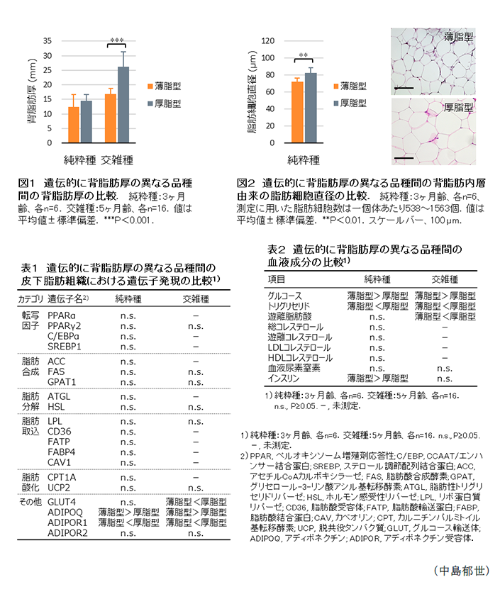 図1 遺伝的に背脂肪厚の異なる品種間の背脂肪厚の比較,図2 遺伝的に背脂肪厚の異なる品種間の背脂肪内層由来の脂肪細胞直径の比較,表1 遺伝的に背脂肪厚の異なる品種間の皮下脂肪組織における遺伝子発現の比較,表2 遺伝的に背脂肪厚の異なる品種間の血液成分の比較