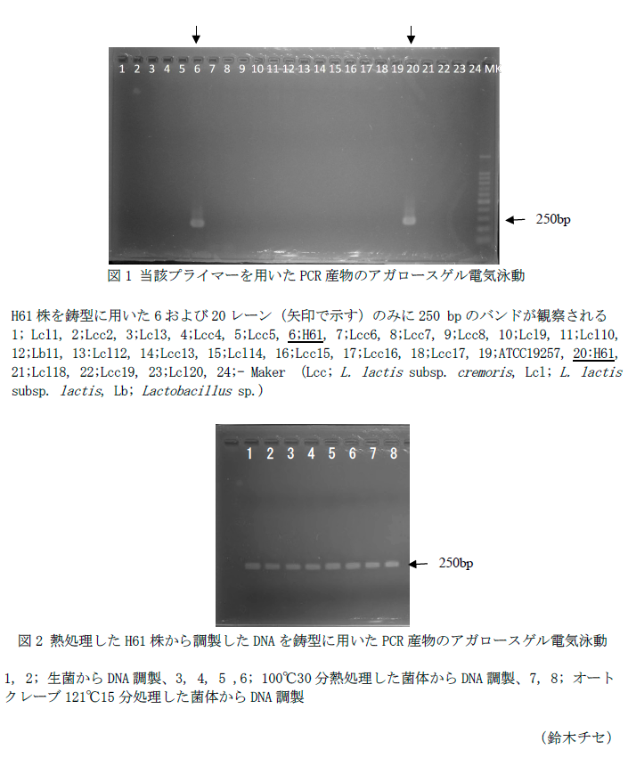 図1 当該プライマーを用いたPCR産物のアガロースゲル電気泳動,図2 熱処理したH61株から調製したDNAを鋳型に用いたPCR産物のアガロースゲル電気泳動