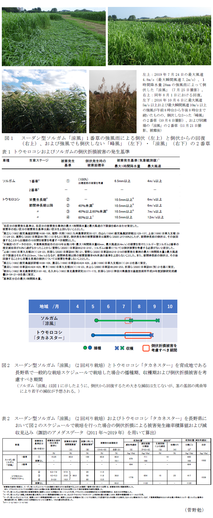 図1  スーダン型ソルガム「涼風」1番草の強風雨による倒伏(左上)と倒伏からの回復(右上)、および強風でも倒伏しない「峰風」(左下)・「涼風」(右下)の2番草,表1 トウモロコシおよびソルガムの倒伏折損被害の発生基準,図2 スーダン型ソルガム「涼風」(2回刈り栽培)とトウモロコシ「タカネスター」を育成地である長野県で一般的な栽培スケジュールで栽培した場合の播種期、収穫期および倒伏折損被害を考慮すべき期間,表2  スーダン型ソルガム「涼風」(2回刈り栽培)およびトウモロコシ「タカネスター」を長野県において図2のスケジュールで栽培を行った場合の倒伏折損による被害発生確率積算値および減収見込み