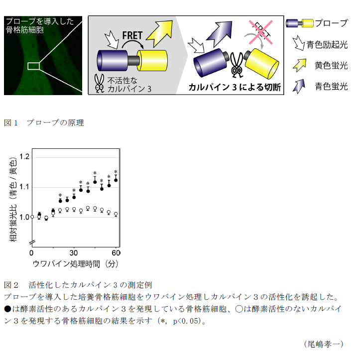 図1 プローブの原理,図2 活性化したカルパイン3の測定例