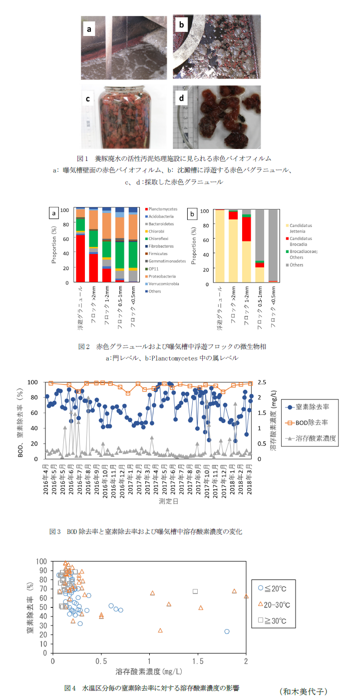 図1 養豚廃水の活性汚泥処理施設に見られる赤色バイオフィルム,図2 赤色グラニュールおよび曝気槽中浮遊フロックの微生物相,図3 BOD除去率と窒素除去率および曝気槽中溶存酸素濃度の変化,図4 水温区分毎の窒素除去率に対する溶存酸素濃度の影響