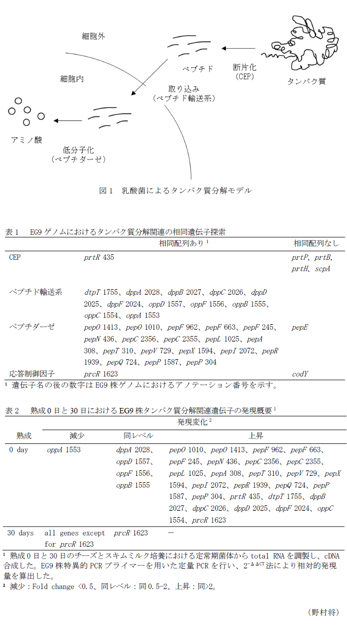 図1 乳酸菌によるタンパク質分解モデル,表1  EG9ゲノムにおけるタンパク質分解関連の相同遺伝子探索,表2  熟成0日と30日におけるEG9株タンパク質分解関連遺伝子の発現概要