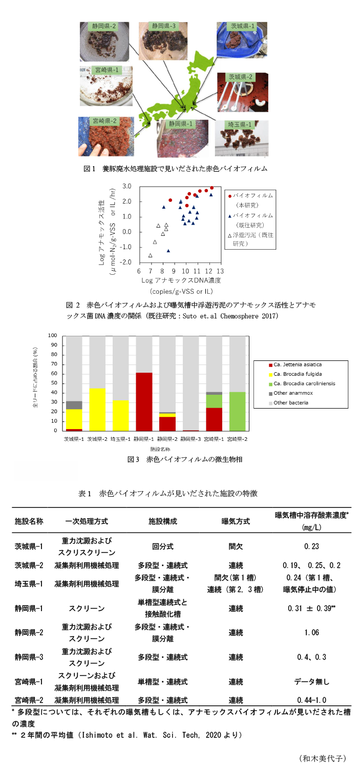 図1 養豚廃水処理施設で見いだされた赤色バイオフィルム,図2 赤色バイオフィルムおよび曝気槽中浮遊汚泥のアナモックス活性とアナモックス菌DNA濃度の関係(既往研究:Suto et.al Chemosphere 2017),図3 赤色バイオフィルムの微生物相,表1 赤色バイオフィルムが見いだされた施設の特徴