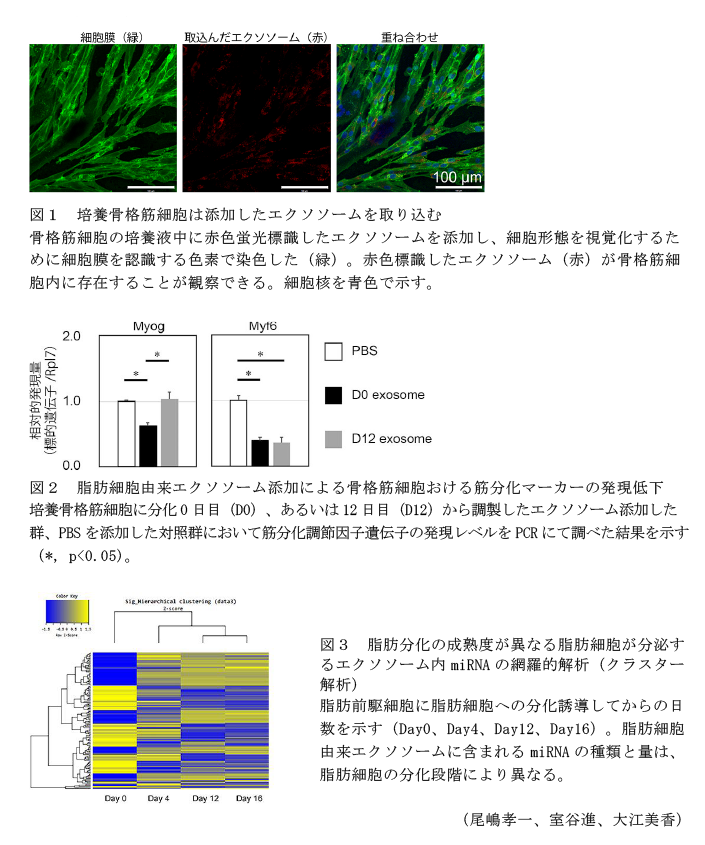 図1 培養骨格筋細胞は添加したエクソソームを取り込む,図2 脂肪細胞由来エクソソーム添加による骨格筋細胞おける筋分化マーカーの発現低下,図3 脂肪分化の成熟度が異なる脂肪細胞が分泌するエクソソーム内miRNAの網羅的解析(クラスター解析)