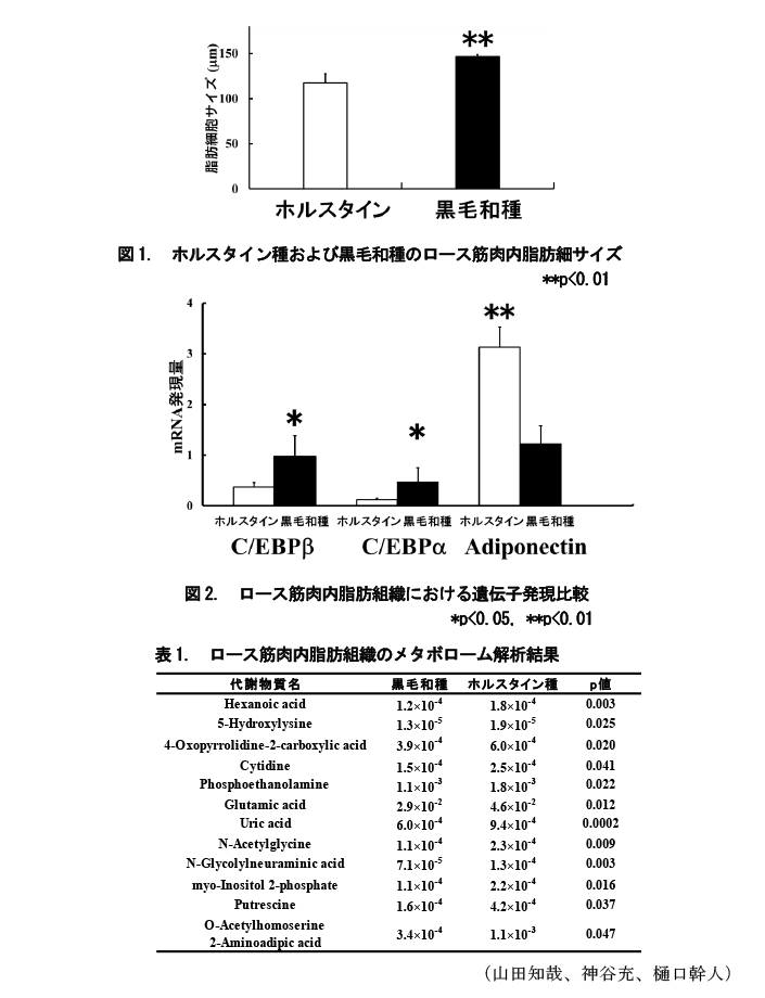 図1. ホルスタイン種および黒毛和種のロース筋肉内脂肪細サイズ,図2. ロース筋肉内脂肪組織における遺伝子発現比較 ,表1. ロース筋肉内脂肪組織のメタボローム解析結果