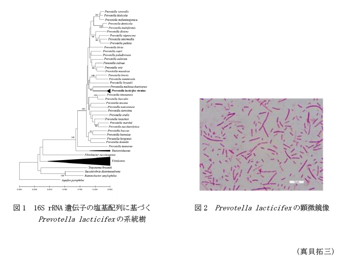 図1 16S rRNA遺伝子の塩基配列に基づくPrevotella lacticifexの系統樹,図2 Prevotella lacticifexの顕微鏡像